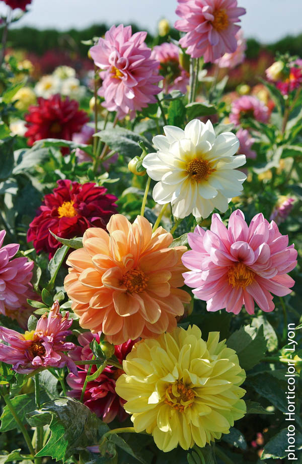 culture dahlia nain - dahlia nain en pot