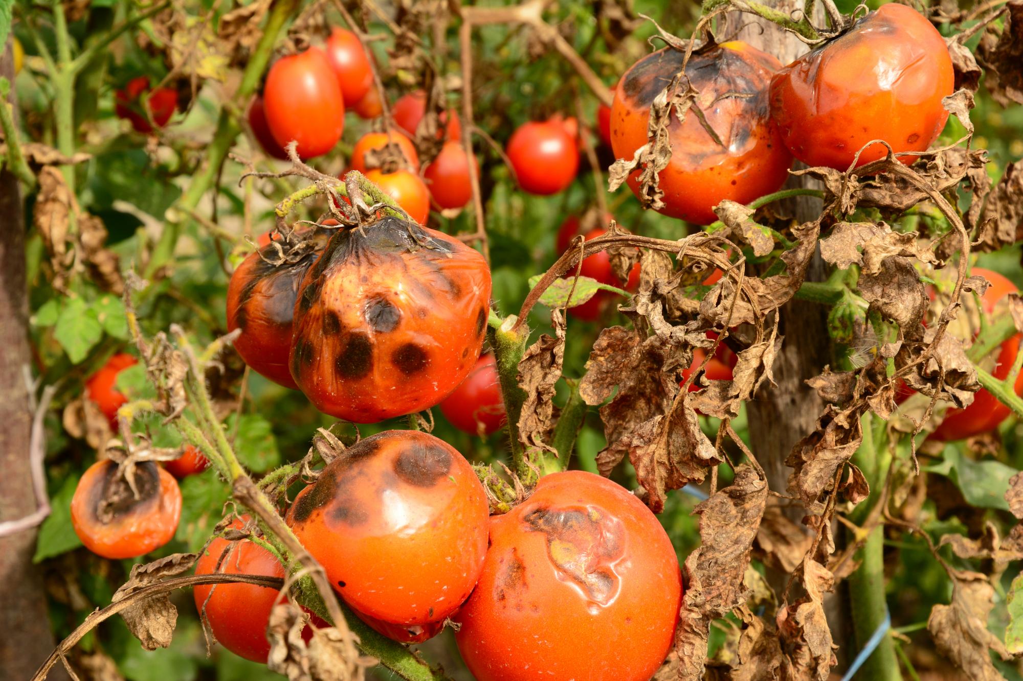 Mildiou est l'ennemi de vos tomates : Mieux connaître le mildiou pour mieux lutter